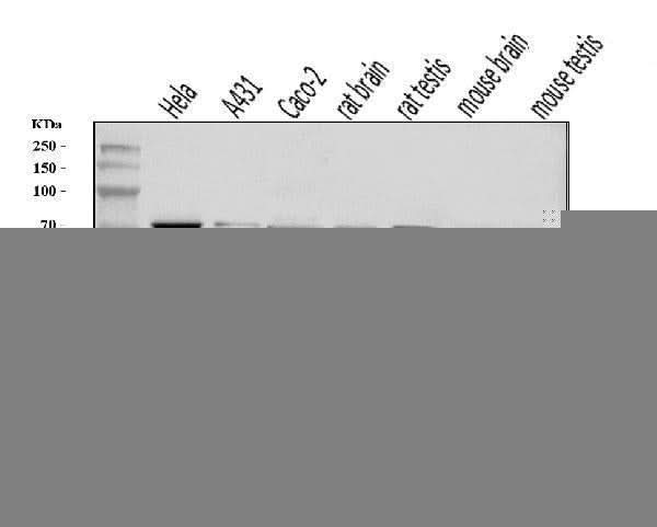 Anti-E2F1 Antibody Picoband® Boster Bio