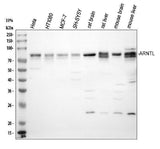Anti-BMAL1/ARNTL Antibody Picoband® Boster Bio
