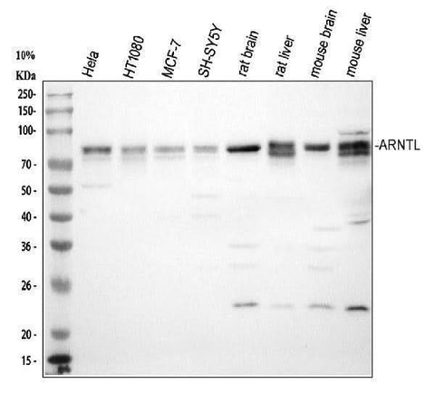 Anti-BMAL1/ARNTL Antibody Picoband® Boster Bio