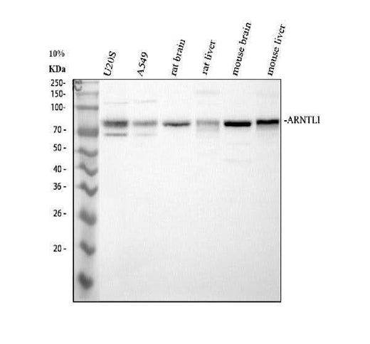 Anti-BMAL1/ARNTL Antibody Picoband® Boster Bio