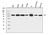 Anti-NAK/TBK1 Antibody Picoband® Boster Bio