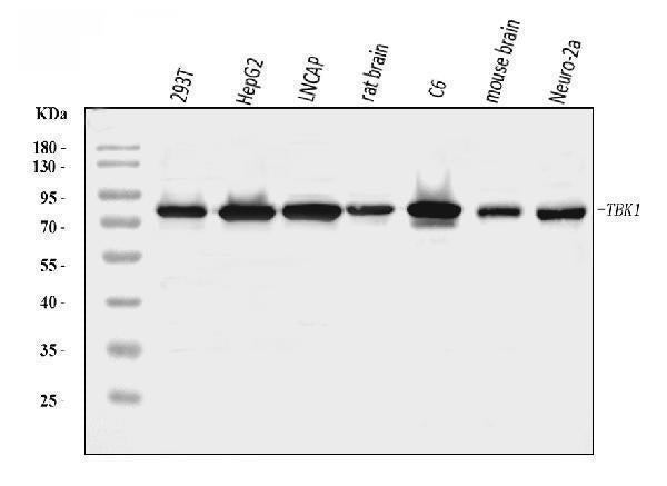 Anti-NAK/TBK1 Antibody Picoband® Boster Bio