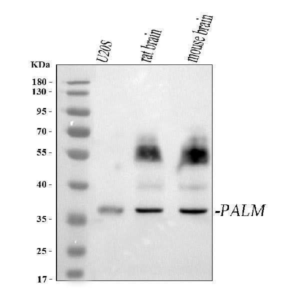 Anti-PALM Antibody Picoband® Boster Bio