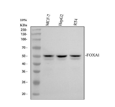 Anti-FOXA1 Antibody Picoband® Boster Bio