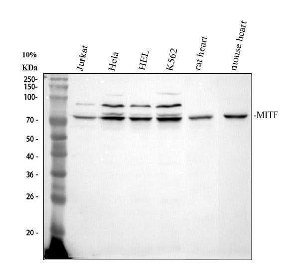 Anti-MITF Antibody Picoband® Boster Bio