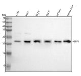 Anti-HEBP1 Antibody Picoband® Boster Bio