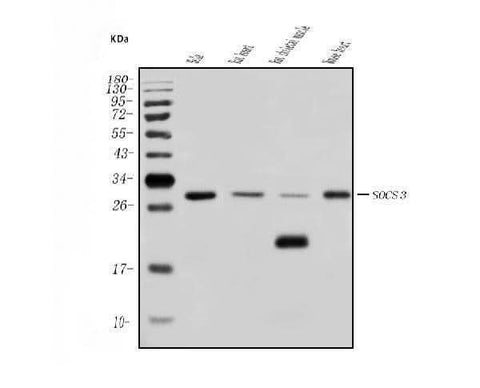 Anti-SOCS3 Antibody Picoband® Boster Bio