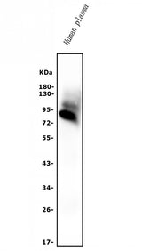 Anti-AFM Antibody Picoband® Boster Bio