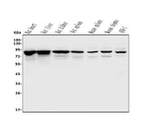 Anti-Afm Antibody Picoband® Boster Bio
