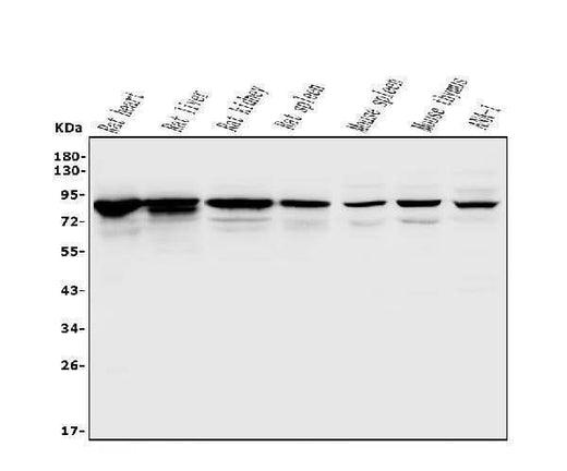 Anti-Afm Antibody Picoband® Boster Bio