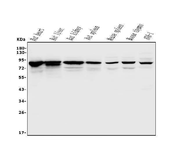 Anti-Afm Antibody Picoband® Boster Bio
