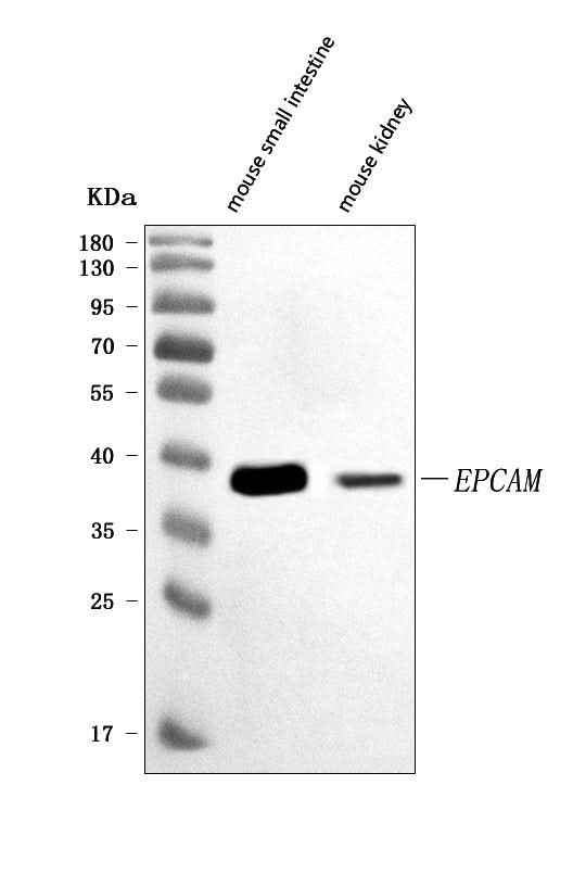 Anti-CD326/Epcam Antibody Picoband® Boster Bio