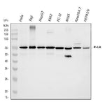 Anti-NF-kB p65/RELA Antibody Picoband® Boster Bio