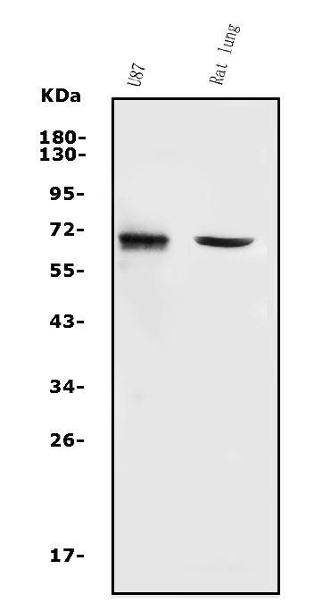 Anti-MMP2 Antibody Picoband® Boster Bio
