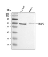 Anti-MMP2 Antibody Picoband® Boster Bio