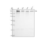 Anti-SON Antibody Picoband® Boster Bio