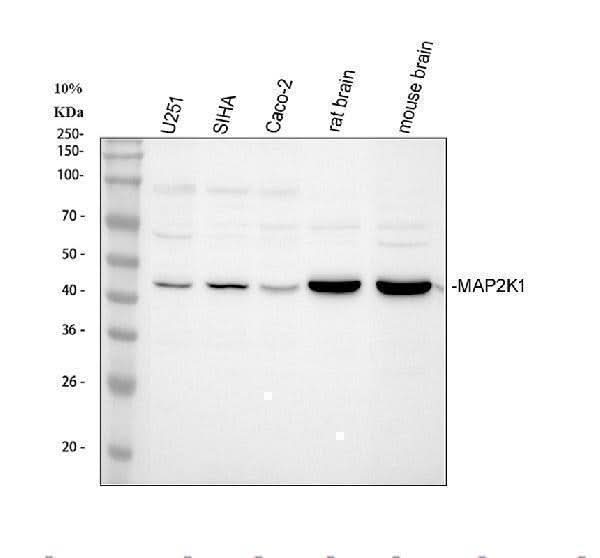Anti-MEK1/MAP2K1 Antibody Picoband® Boster Bio