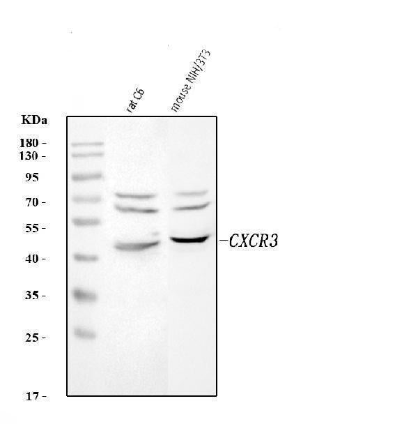 Anti-Cxcr3 Antibody Picoband® Boster Bio