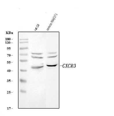 Anti-Cxcr3 Antibody Picoband® Boster Bio