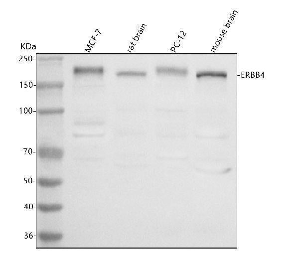Anti-ERBB4 Antibody Picoband® Boster Bio
