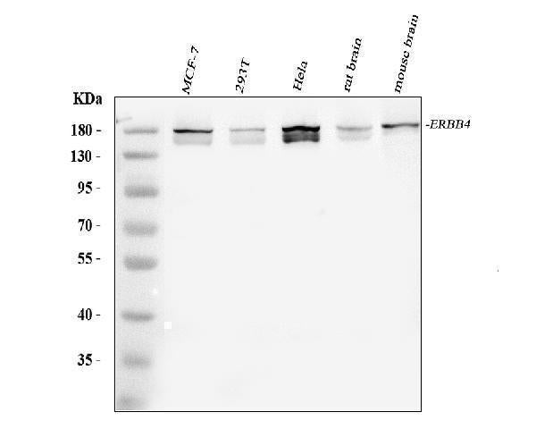 Anti-ErbB 4/ERBB4 Antibody Picoband® Boster Bio