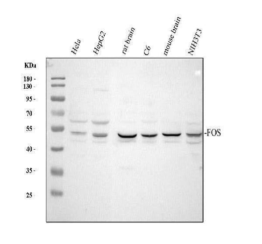 Anti-c-Fos/FOS Antibody Picoband® Boster Bio