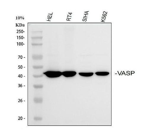 Anti-VASP Antibody Picoband® Boster Bio