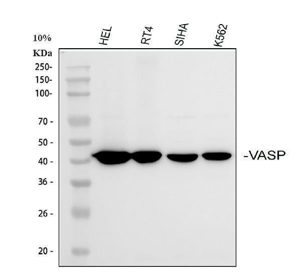 Anti-VASP Antibody Picoband® Boster Bio