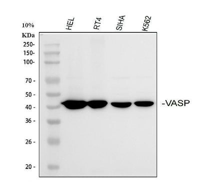Anti-VASP Antibody Picoband® Boster Bio