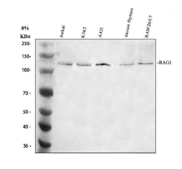 Anti-RAG1 Antibody Picoband® Boster Bio