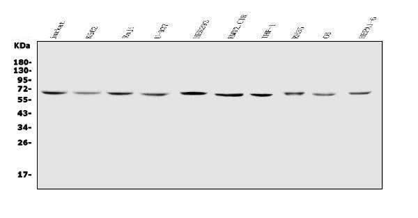 Anti-IL2 Receptor gamma/IL2RG Antibody Picoband® Boster Bio