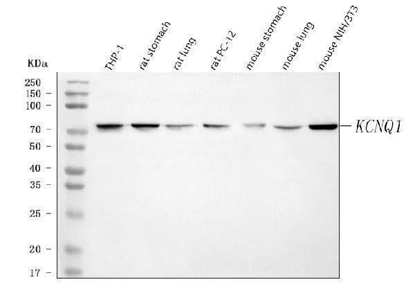 Anti-KCNQ1 Antibody Picoband® Boster Bio