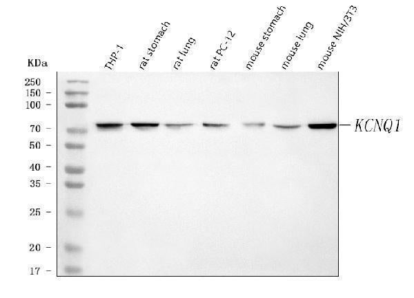 Anti-KCNQ1 Antibody Picoband® Boster Bio