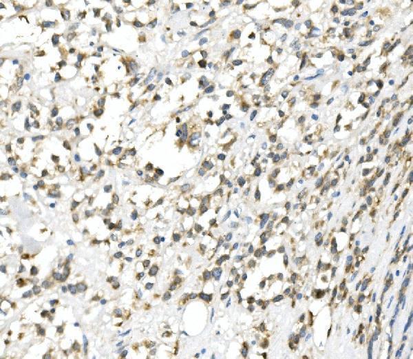 Anti-DDIT3 Antibody Picoband® Boster Bio