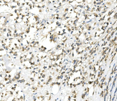 Anti-DDIT3 Antibody Picoband® Boster Bio