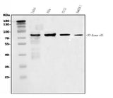 Anti-PI 3 Kinase p85 alpha/PIK3R1 Antibody Picoband® Boster Bio