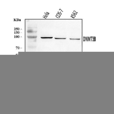 Anti-DNMT3B Antibody Picoband® Boster Bio
