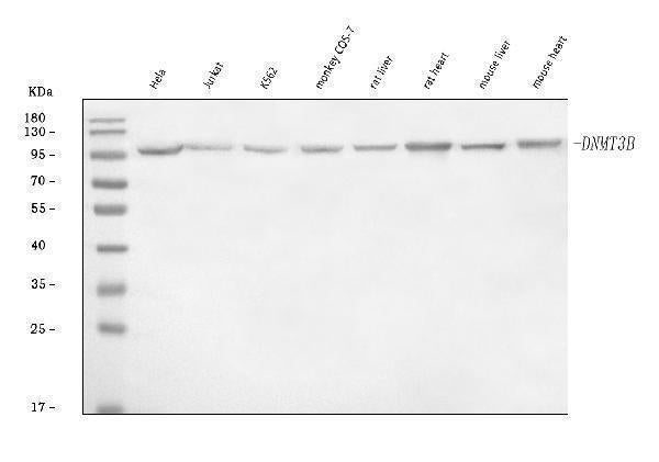 Anti-DNMT3B Antibody Picoband® Boster Bio