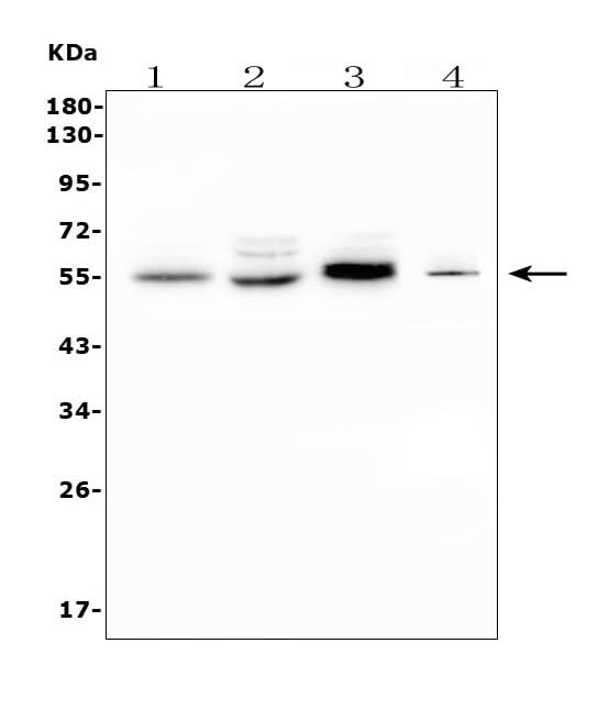 Anti-CD1D Antibody Picoband® Boster Bio
