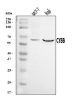 Anti-NOX2/gp91phox/CYBB Antibody Picoband® Boster Bio
