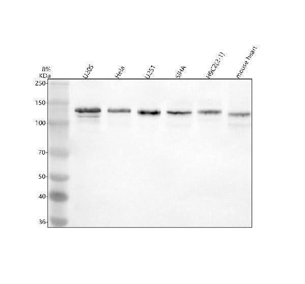 Anti-PAM Antibody Picoband® Boster Bio