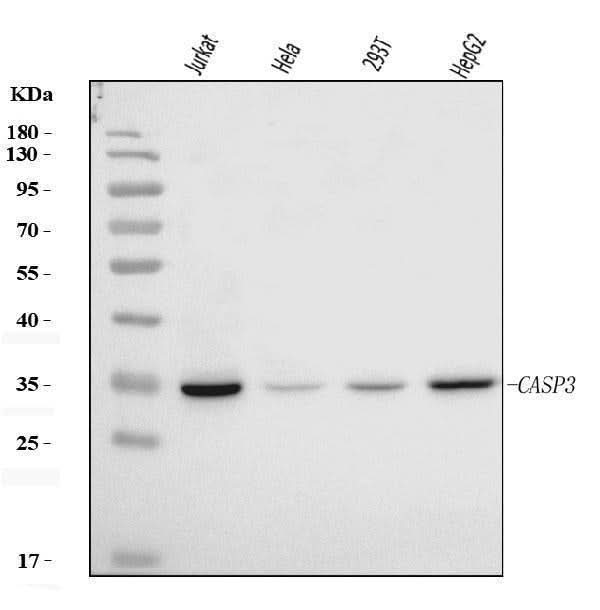Anti-Caspase-3(p17)/CASP3 Antibody Picoband® Boster Bio