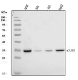 Anti-Caspase-3(p17)/CASP3 Antibody Picoband® Boster Bio