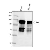 Anti-Calpastatin/CAST Antibody Picoband® Boster Bio