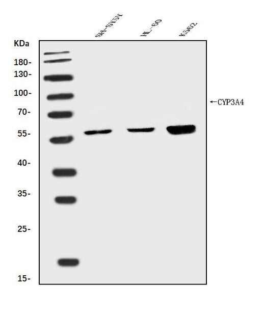 Anti-Cytochrome P450 3A4/CYP3A4 Antibody Picoband® Boster Bio