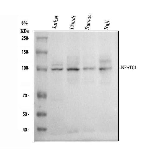 Anti-NFAT2/NFATC1 Antibody Picoband® Boster Bio