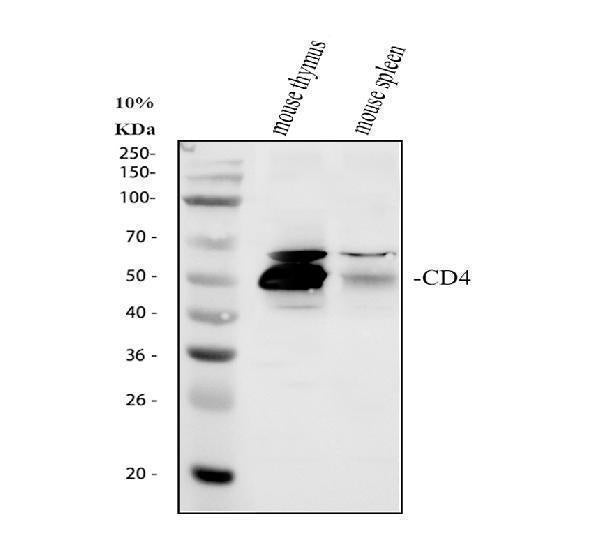 Anti-CD4 Antibody Picoband® Boster Bio