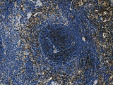 Anti-Cd4 Antibody Boster Bio