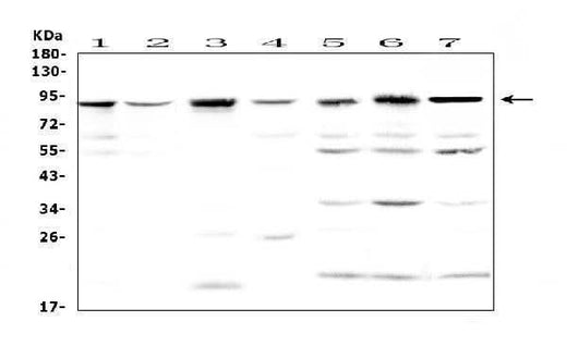 Anti-BAP1 Antibody Picoband® Boster Bio