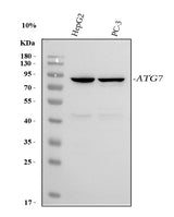 Anti-ATG7 Antibody Picoband® Boster Bio